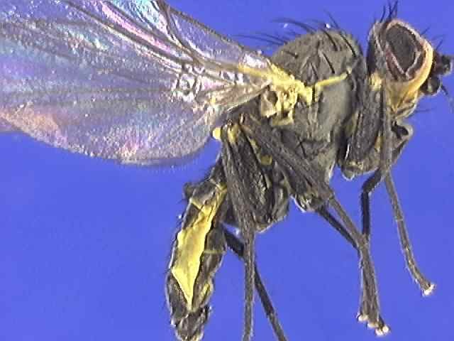 Napomyza lateralis